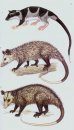 A Field Guide to the Mammals of Central America and Southeast Mexico