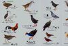 Birds of Samoa and American Samoa