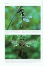 Die Falkenlibellen Europas [The Emerald Dragonflies of Europe]