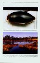 Water Beetles of China, Volume 3