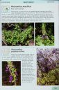 Guide to the Succulents of Southern Africa