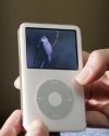 The DVD Video Guide to British Birds iPod Edition