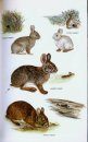 Mammals of North America