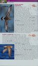Birds of Eastern North America