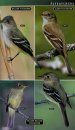 Birds of Eastern North America