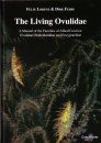 The Living Ovulidae