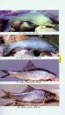 Ichthyology of Nepal