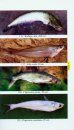Ichthyology of Nepal
