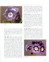 The Auricula