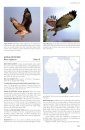 African Raptors