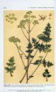 Ombellifères de France, Tome 5 [Umbelliferae of France, Volume 5]