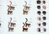 Lemurs of Madagascar: Diurnal and Cathemeral Lemurs