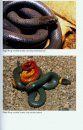 Guide and Reference to the Snakes of Western North America (North of Mexico) and Hawaii
