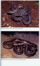 Guide and Reference to the Snakes of Western North America (North of Mexico) and Hawaii