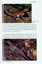 Guide and Reference to the Turtles and Lizards of Western North America (North of Mexico) and Hawaii