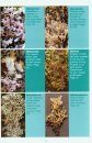 The Montane Heathland Lichen Guide