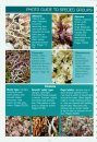 The Montane Heathland Lichen Guide