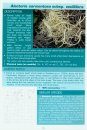 The Montane Heathland Lichen Guide