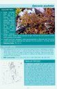 The Montane Heathland Lichen Guide