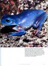 Frogs: Inside Their Remarkable World