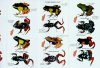 Grenouilles de Madagascar du Genre Mantella: Guide d'Identification de Poche [Frogs of Madagascar, Genus Mantella: Pocket Identification Guide]