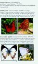 Field Guide to Butterflies of the Gambia, West Africa