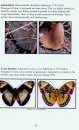 Field Guide to Butterflies of the Gambia, West Africa