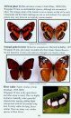 Field Guide to Butterflies of the Gambia, West Africa