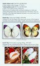 Field Guide to Butterflies of the Gambia, West Africa