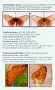 Field Guide to Butterflies of the Gambia, West Africa