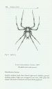 Spiders of India