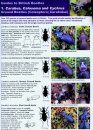 Guides to British Beetles 1. Carabus, Calosoma and Cychrus