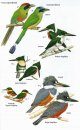Birds of Argentina and the South-West Atlantic
