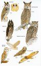 Birds of Argentina and the South-West Atlantic