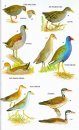 Birds of Argentina and the South-West Atlantic