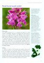The Orchids of Ireland