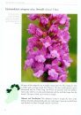 The Orchids of Ireland