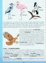 A La Decouverte des Oiseaux d'Haiti