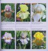 Le Iris: Tra Botanica e Storia [The Irises: Between Botany and History] [English / Italian]]