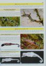 Seahorses and their Relatives
