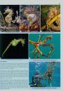 Seahorses and their Relatives