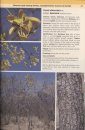Field Guide to the Plants of Northern Botswana