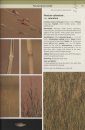 Field Guide to the Plants of Northern Botswana