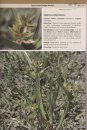 Field Guide to the Plants of Northern Botswana