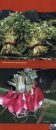 Gardens of Oceania