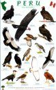 Peru Raptors Bird Guide / Aves de Rapiña
