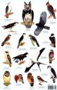 Peru Raptors Bird Guide / Aves de Rapiña