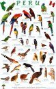Peru Forest Bird Guide / Aves del Bosque