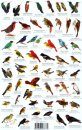 Peru Forest Bird Guide / Aves del Bosque