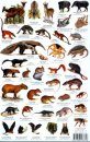 Peru Mammals Guide / Mamiferos
